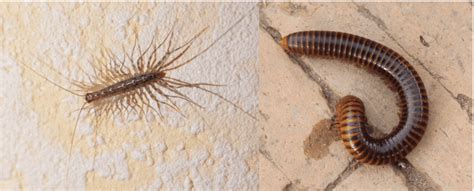 types of centipedes in virginia.